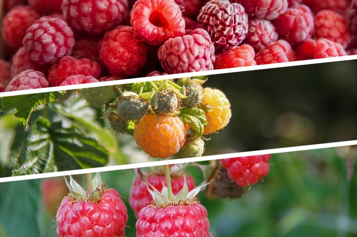 Садівники розповіли секретний прийом, як отримати не один врожай малини за сезон