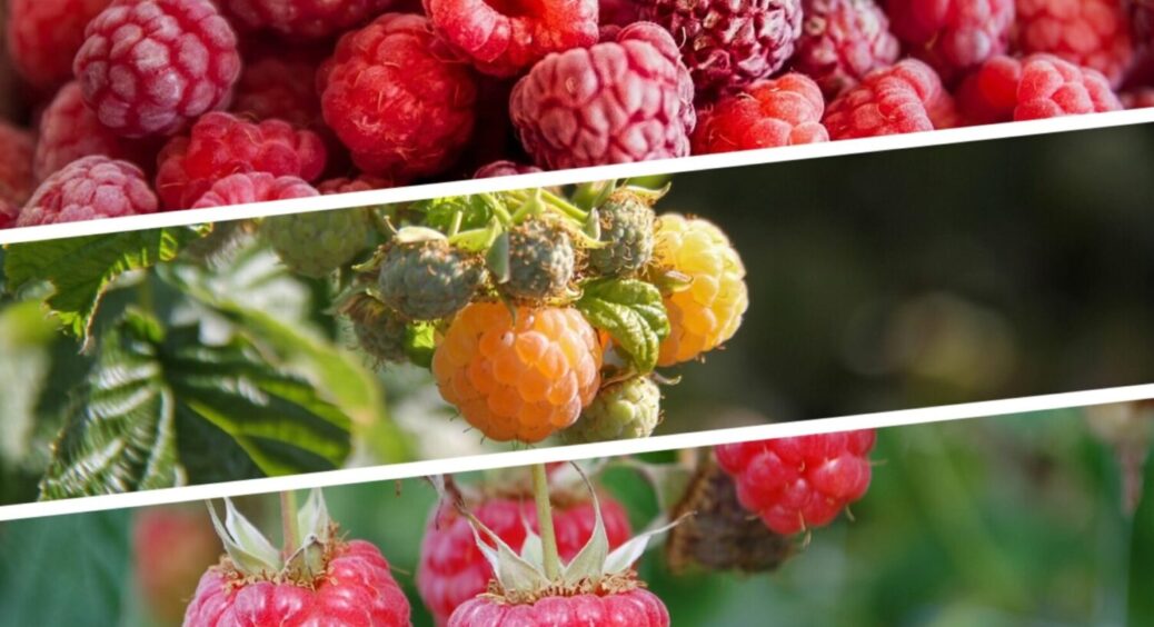 Малини буде “море” – спробуйте цей секретний прийом: 1 обовʼязкова процедура в липні 2025 