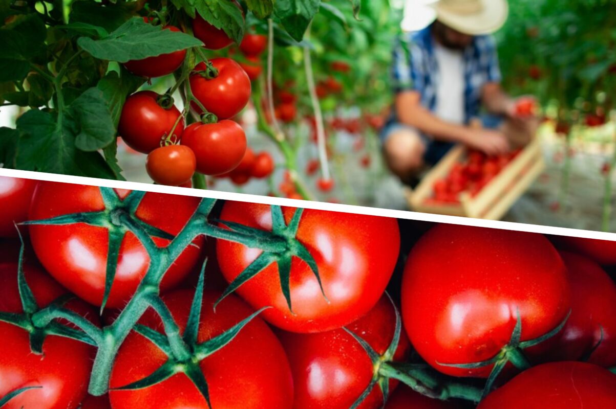 Дачники розповіли, чим полити томати, щоб отримати солодкі й мʼясисті плоди