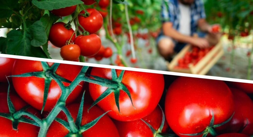 1 ложка цього творить чудеса: чим полити томати в липні 2025 – врожаю вистачить на всіх 