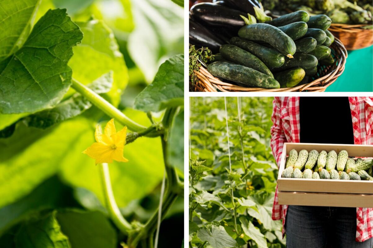 Агрономи назвали сорти огірків, які ідеально підходять для посадки в липні 2025