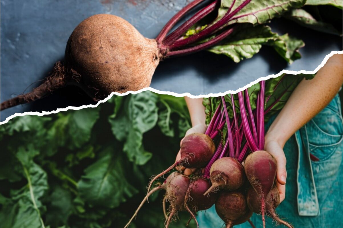 Садівники пояснили, що саме варто класти під кожен кущ буряка від шкідників