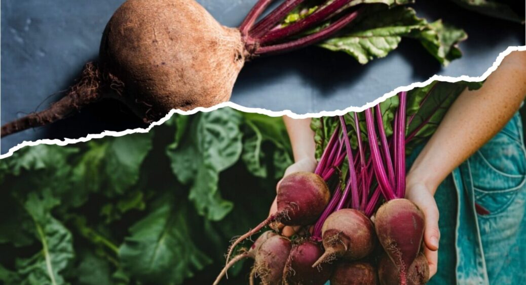 Жменька під кущ, і буряк більше не знатиме шкідників: ужгородський рецепт – 10 із 10 