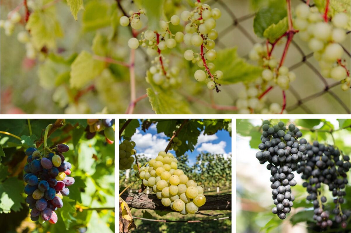 Садівники розповіли секретний спосіб, як зробити виноград солодким в липні 2025