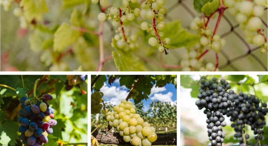 Виноград вродить лише солодкі “бубки” – 100% гарантія: знадобиться два продукти і 5 хвилин часу 