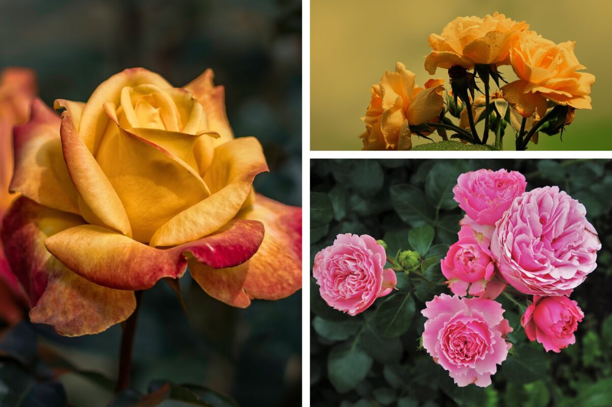 Садівники розсекретили, через які помилки дачників опадає листя троянд