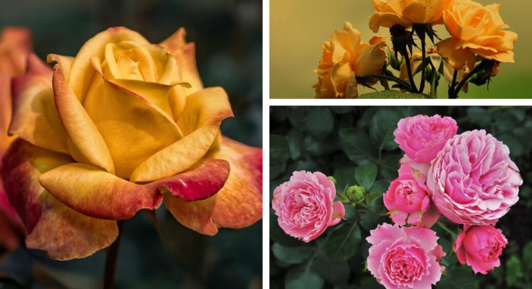 Опадає листя троянд – цвіту не буде? Як подарувати квітам друге життя – все в ваших руках 