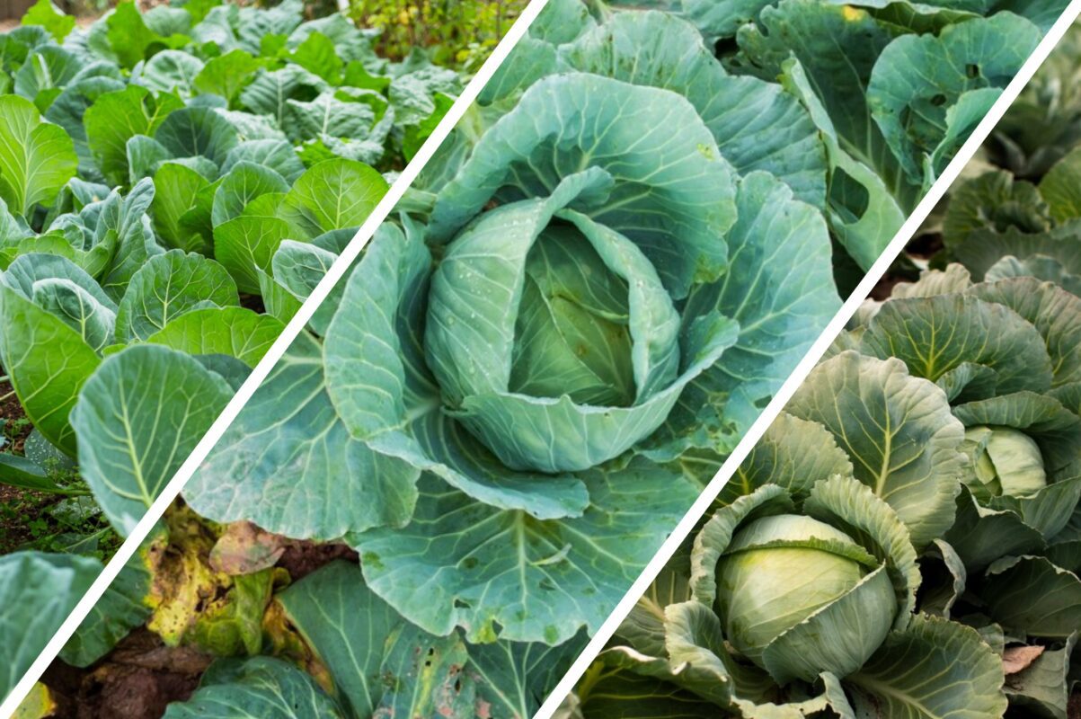 Садівники пояснили, чому розгалужені качани капусти ніяк не зійдуться до купи