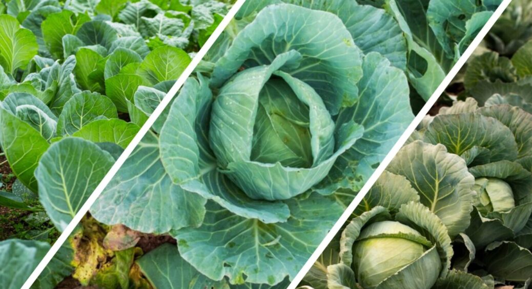 Порада “від баби Лині”: що потрібно зробити з капустою у 2025 році, щоб качани були щільними 