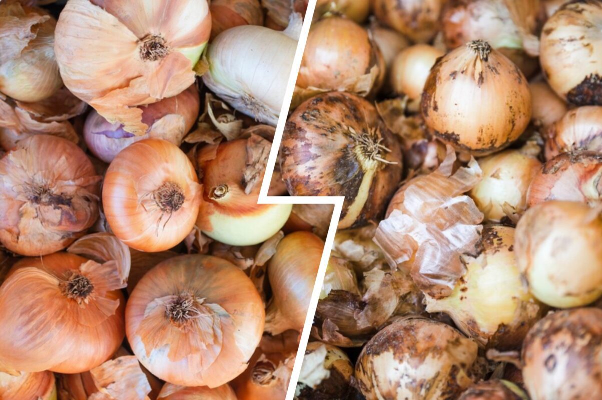 Городники розповіли, як приготувати універсальне добриво для овочів з цибулі