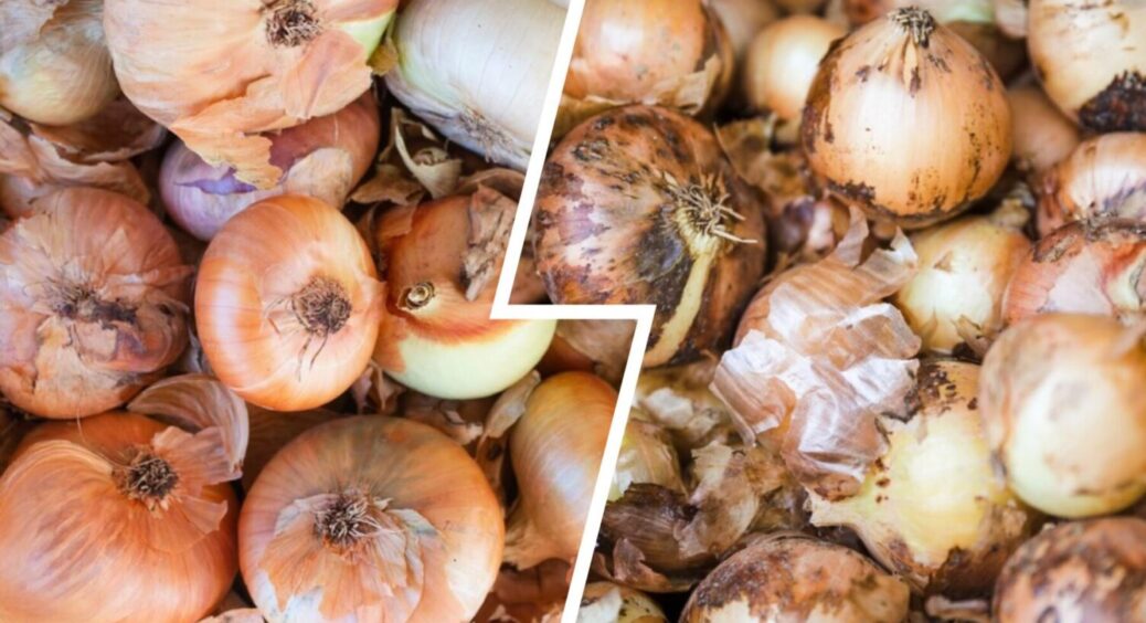 Супердобриво для всіх рослин – МЕГА врожай вже у вас: внесіть 1 продукт з кухні в ґрунт 