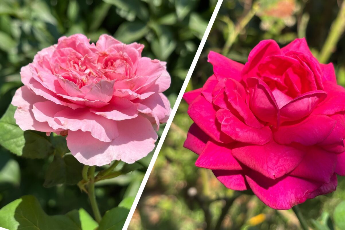 Квітникар розповів, як не можна накривати троянди на зиму