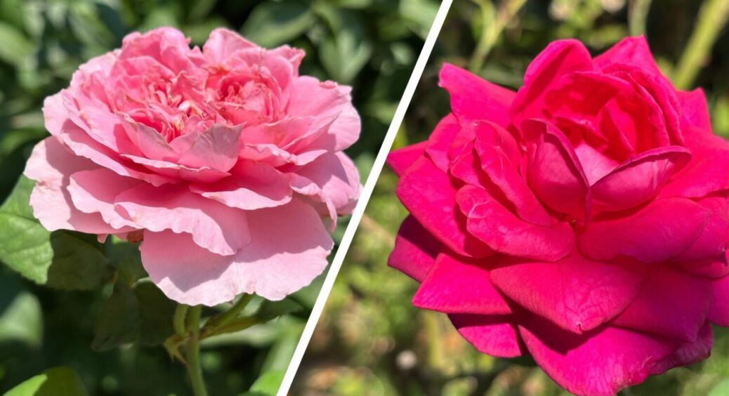 Раз полила і троянди вдвічі швидше ростуть: 1 дія, яка подарує нереальний цвіт квітам у саду 