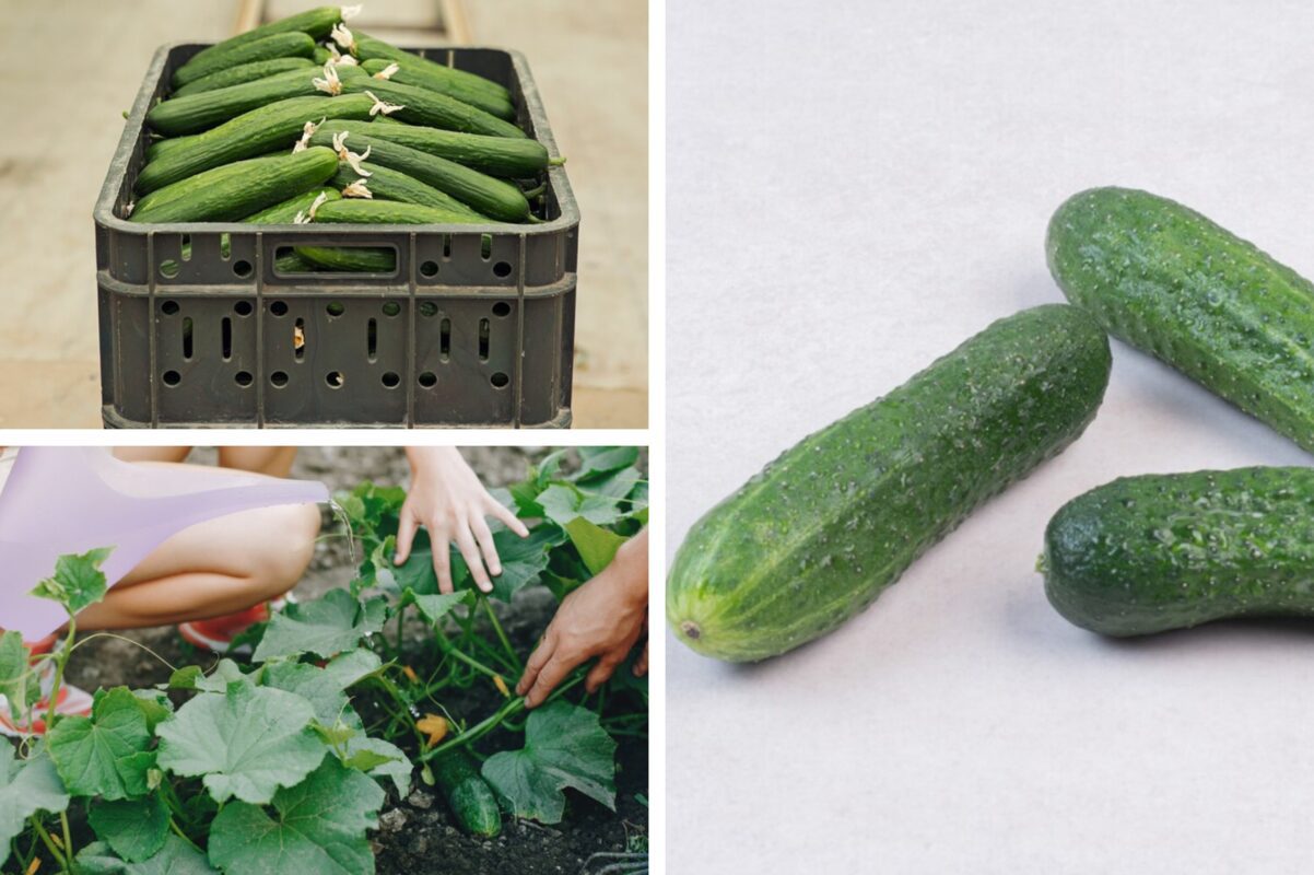 Дачники розповіли, чим підживити огірки в липні для рясного врожаю