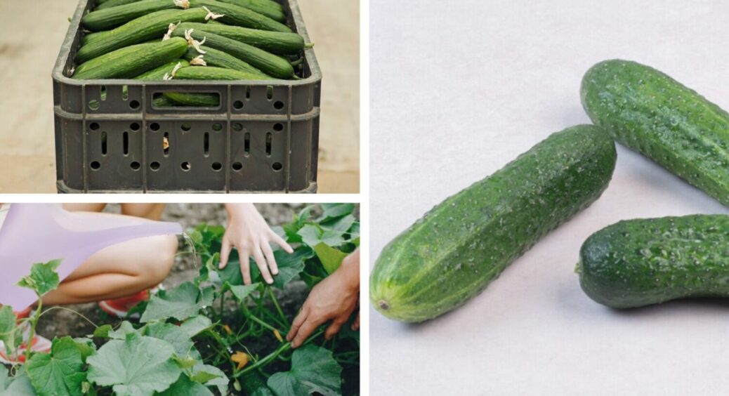 Раз полила, через 3 дні вже рясно цвітуть: якій підживці огірки ставлять “лайк” 