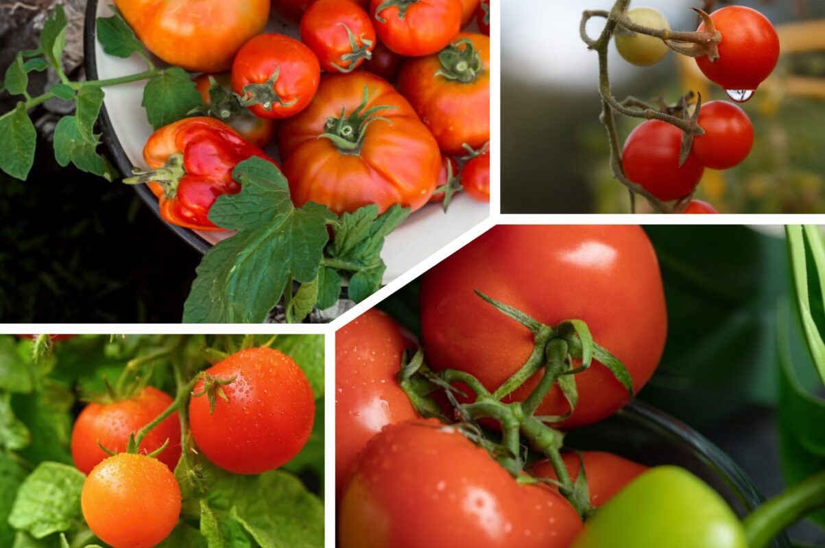 Агроном розповів, як отримати великий врожай томатів