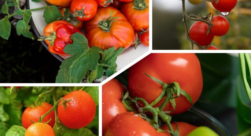 Забудьте про вершинну гниль – врожаю бути! Як отримати рекордну кількість томатів в 2025-му 