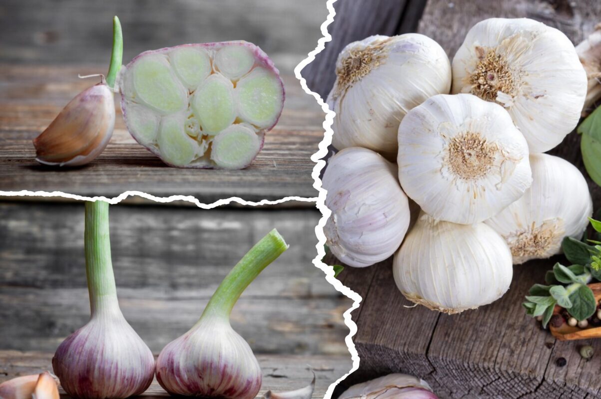 Експерт розповів, що посадити на грядку після часнику