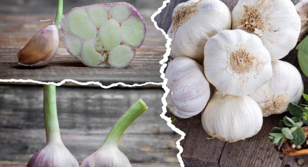 Як зберегти часник до весни: 1 головний прийом, про який 90 відсотків дачників не знають 