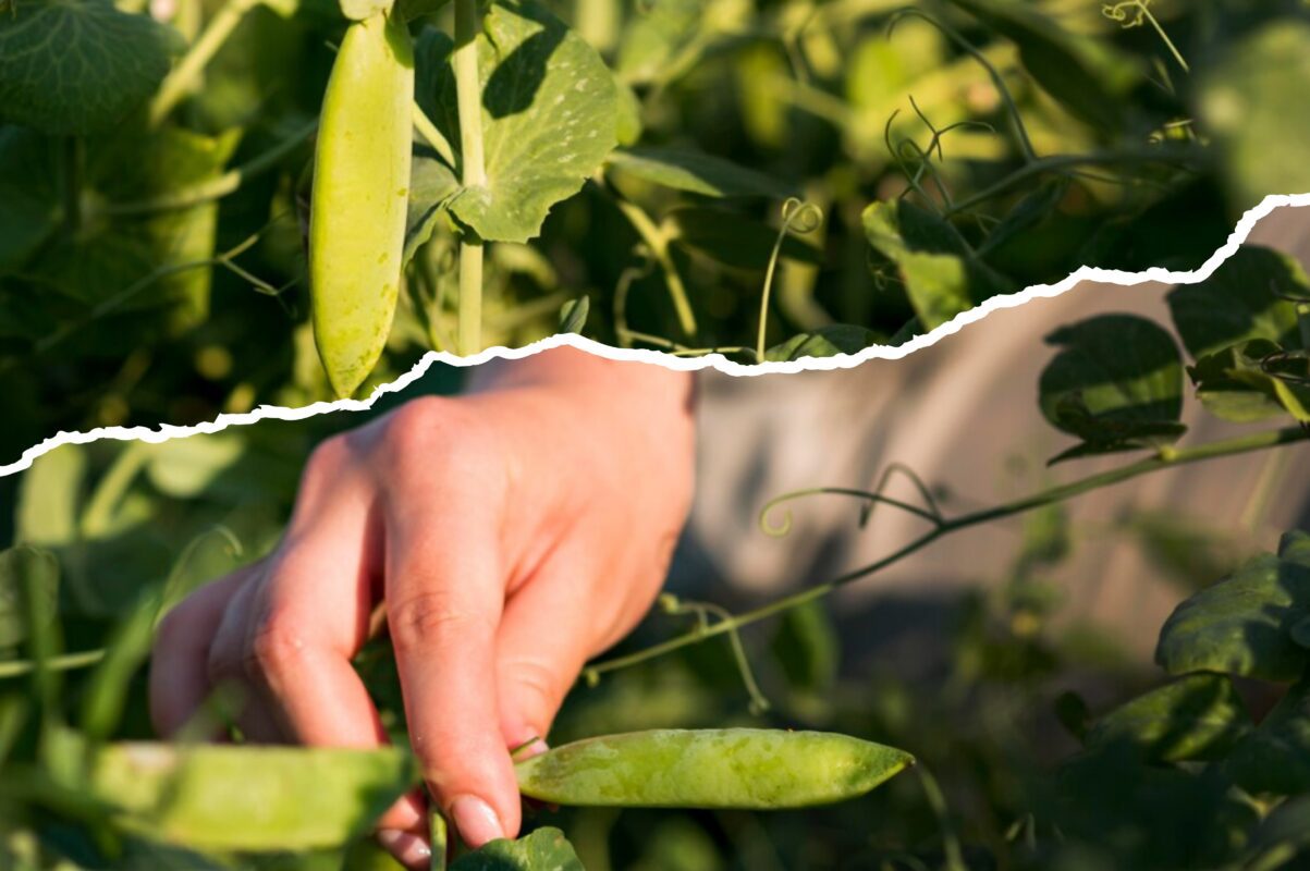 Городники розповіли, як виростити горох на ділянці без зайвих зусиль