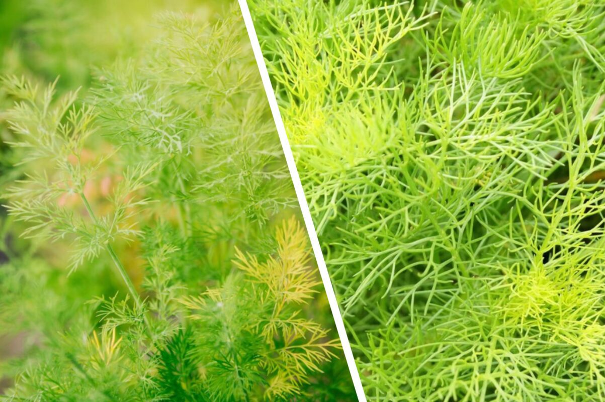 Городники розповіли, чим полити кріп, щоб він виріс пишним і ароматним