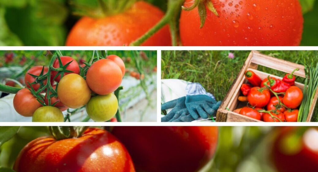Не кальцій і не магній: ось чого потребують ваші томати зараз – і на Київщині, і на Одещині 