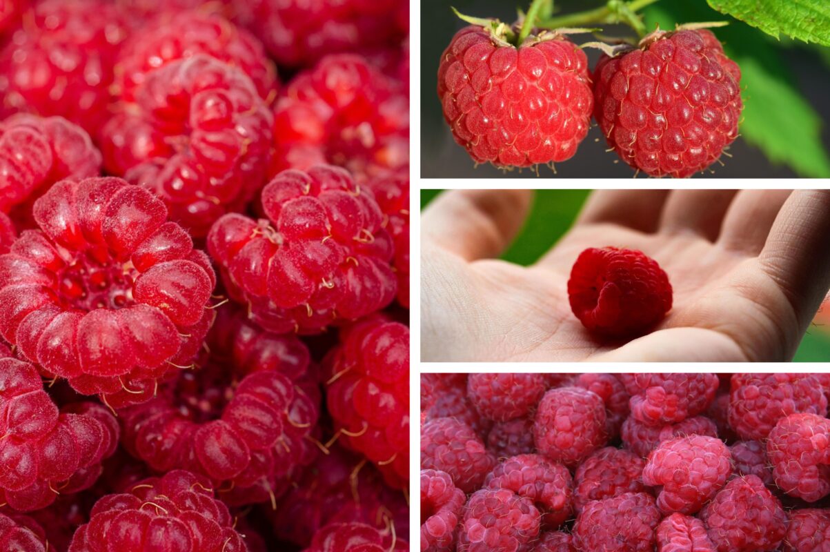 Експерт розповів, чим підживити кущі полуниці та малини