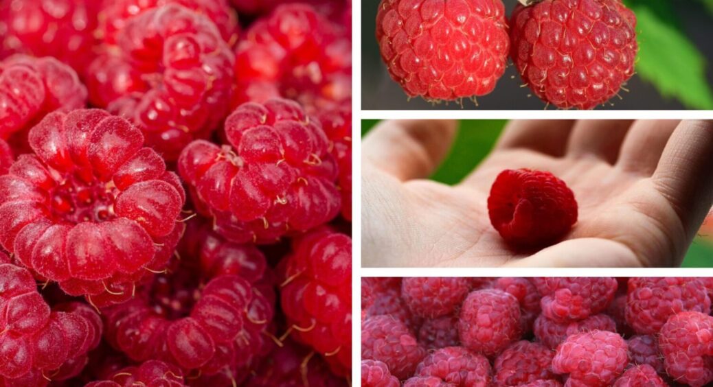 Сотні плодів з одного куща: чим полити малину влітку 2025, щоб вдвічі збільшити врожай 