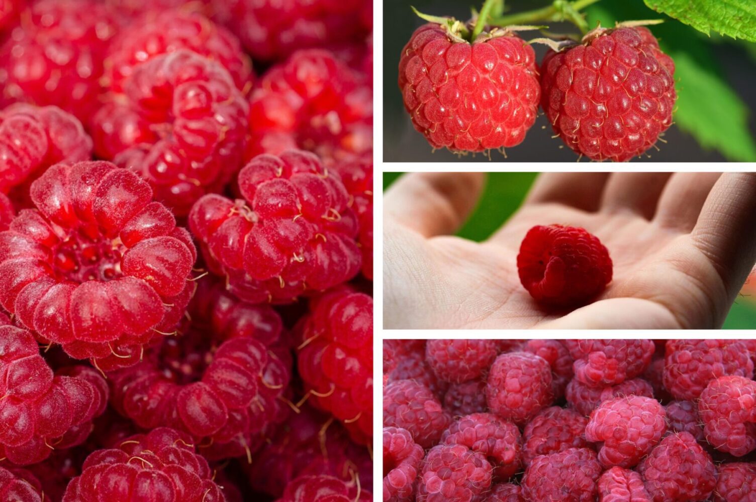 Дачники розсекретили найкраще добриво для малини на літо 2025