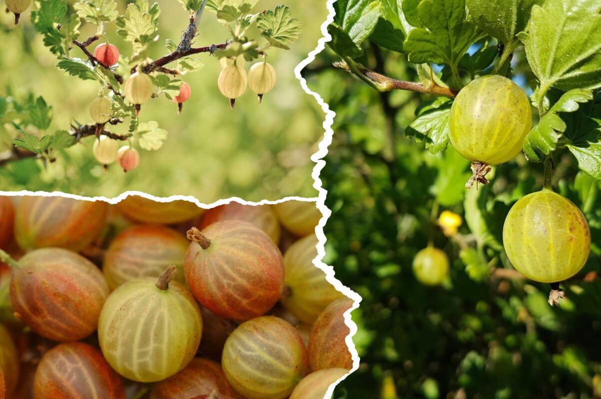 Садівники пояснили, чим саме потрібно підживити аґрус в кінці серпня