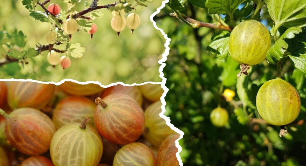 На Одещині понад 80% садівників роблять так: яка 1 дія з аґрусом подарує вам щедрий врожай 