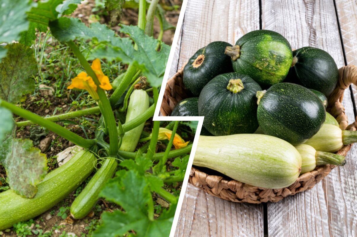 Як позбутися борошнистої роси на листі кабачків