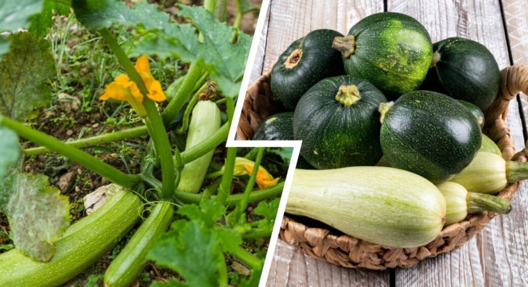 Цій підживці дрвіряють 99% дачників: чим обприскати кабачки на етапі бутонізації 