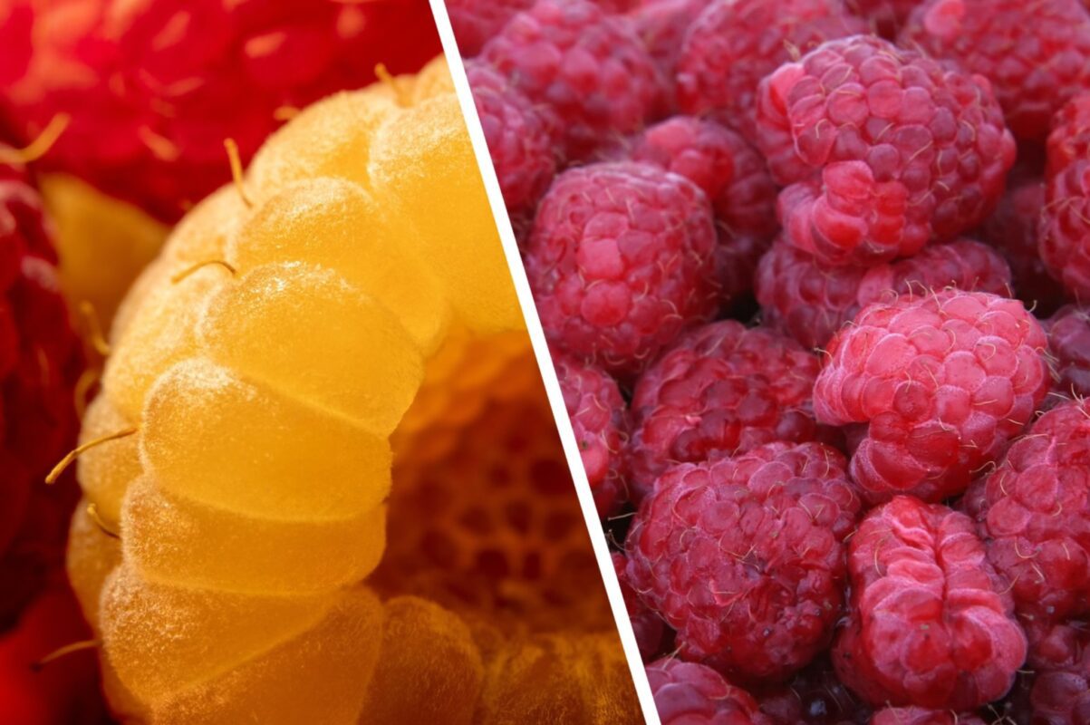 Садівники розсекретили, як потроїти врожай малини одним секретним способом