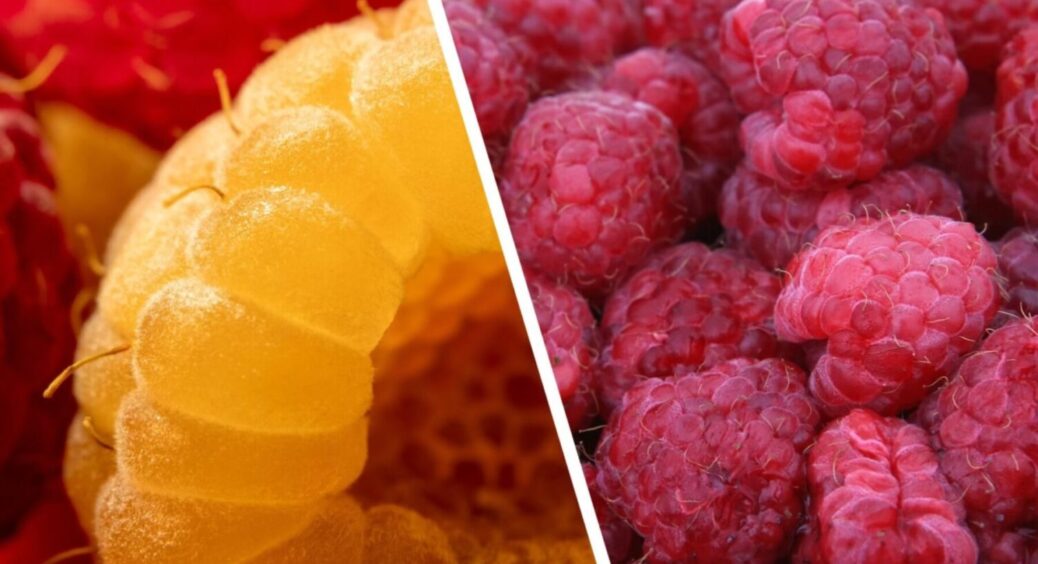 Про це знають 20% дачників: малина вродить МЕГА врожай, якщо зробите з нею ЦЕ – розповідаємо 