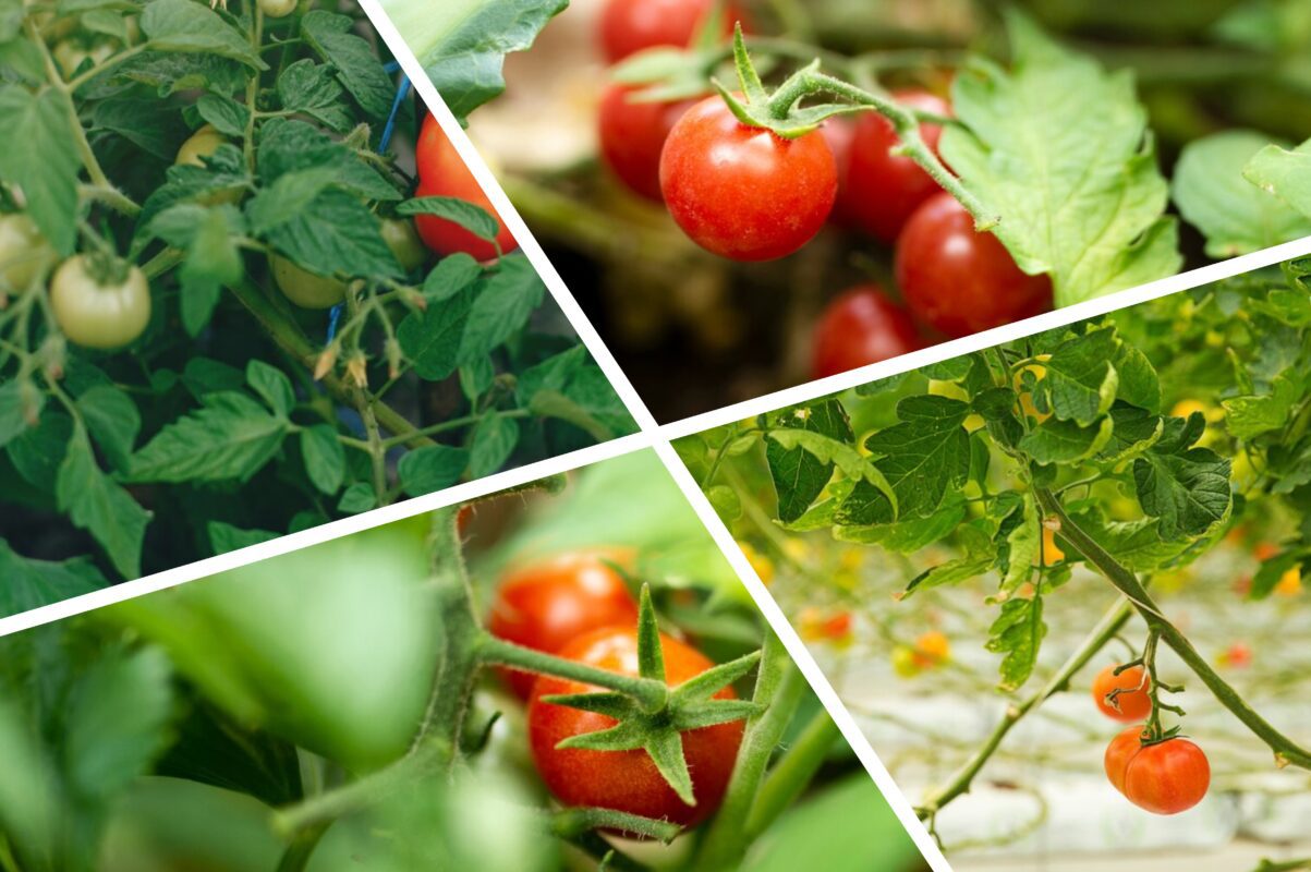 Городник розповів, як виправити найпоширенішу помилку у вирощуванні томатів