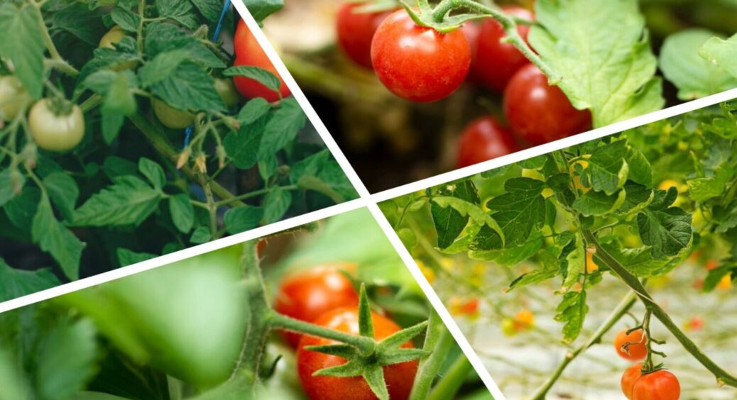Вся сіль у підживленні: як виправити 1 головну помилку при вирощуванні томатів? 