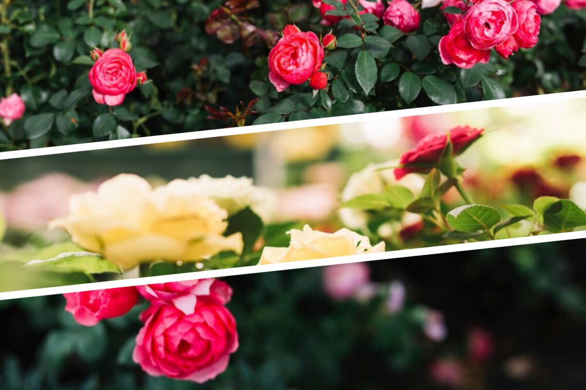 Садівники розповіли, що зробити з трояндами після завершення цвітіння