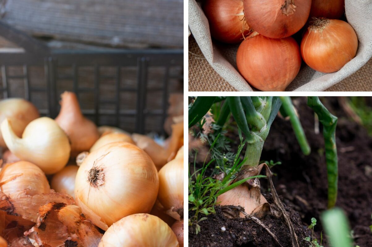 Квітникар розповів, яке добриво можна приготувати вдома з відходів