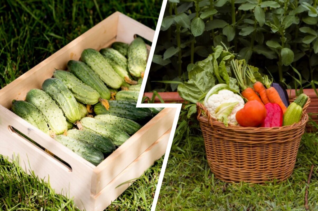 Городники розповіли, як досягти щедрого врожаю огірків вже в 2025-му
