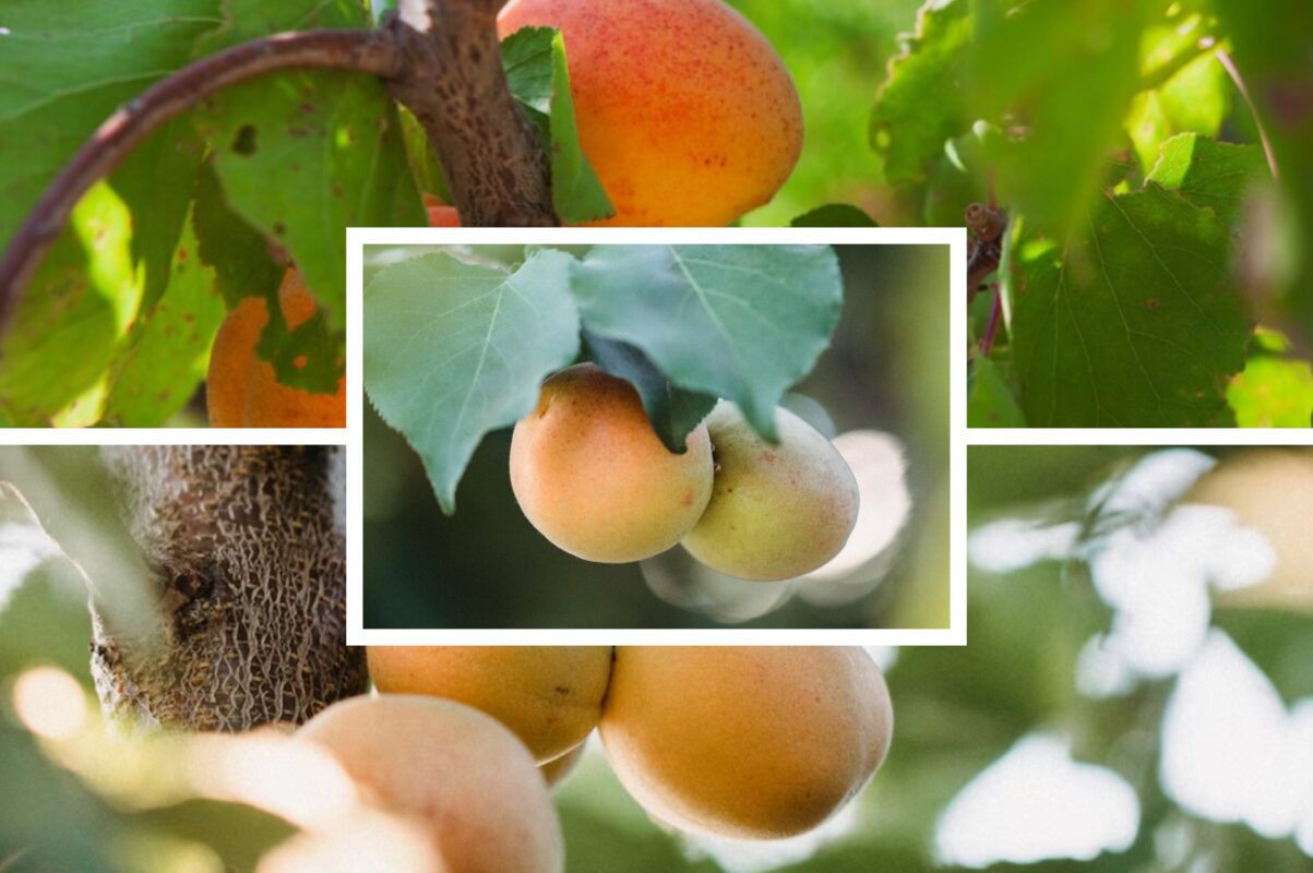Садівники розсекретили найкращі сорти абрикосів для посадки