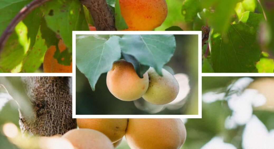 Цього року є абрикоси, але мало: дерева ось яких сортів не залишили городників без врожаю 