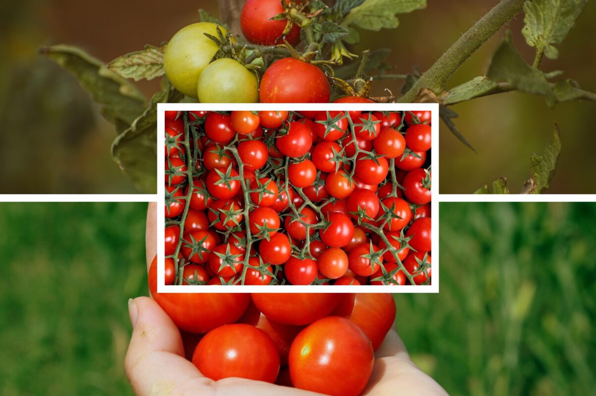 Городники розповіли, чим полити томати влітку – бюджетний варіант