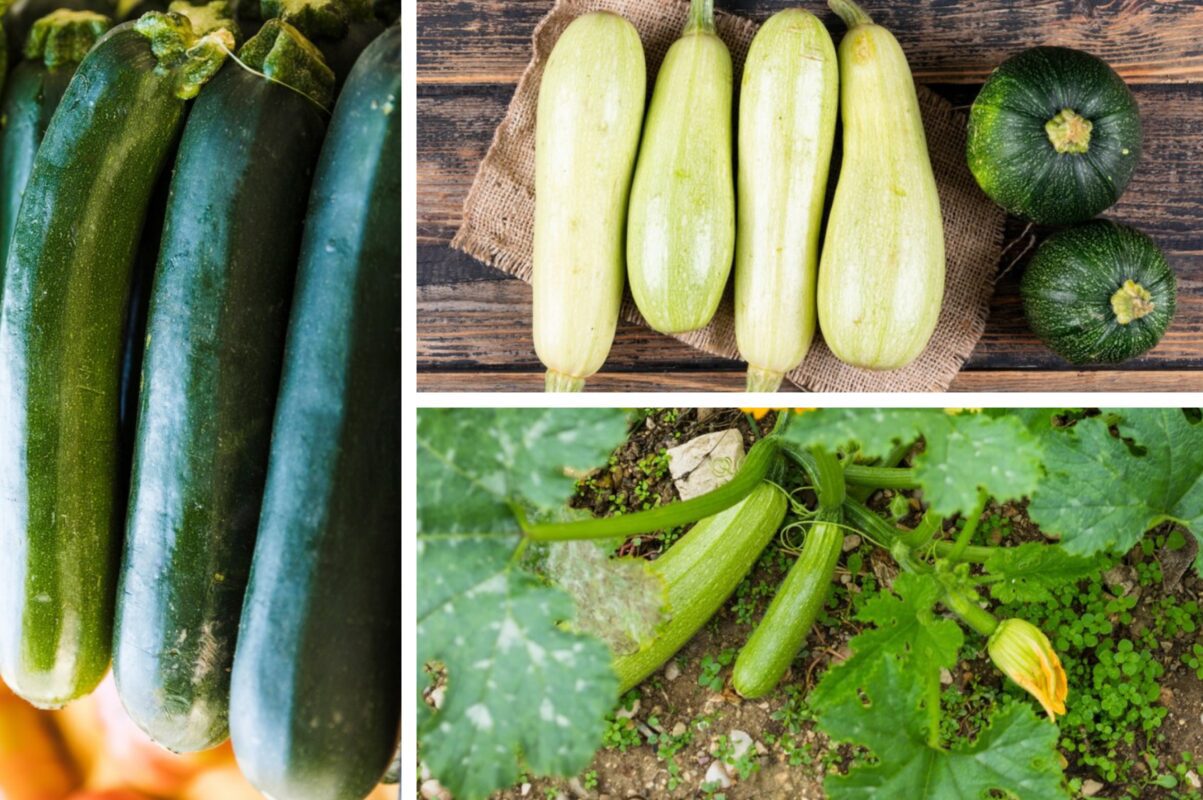 Городники розповіли, як збільшити врожай кабачків вдвічі в 2025-му