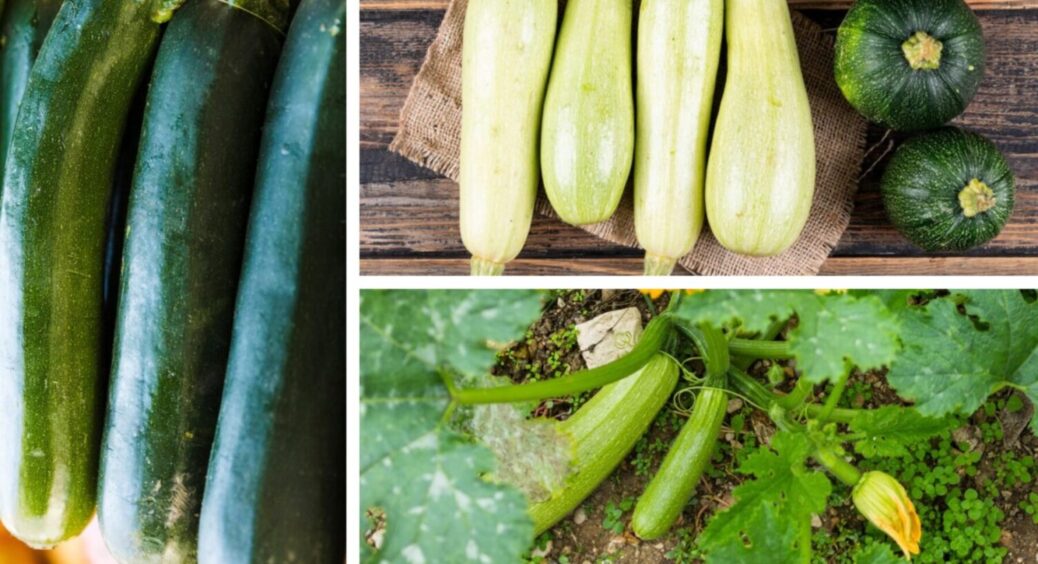 Урожай кабачків подвоїться миттєво: 1 проста річ, яка подарує вам шалену кількість плодів 