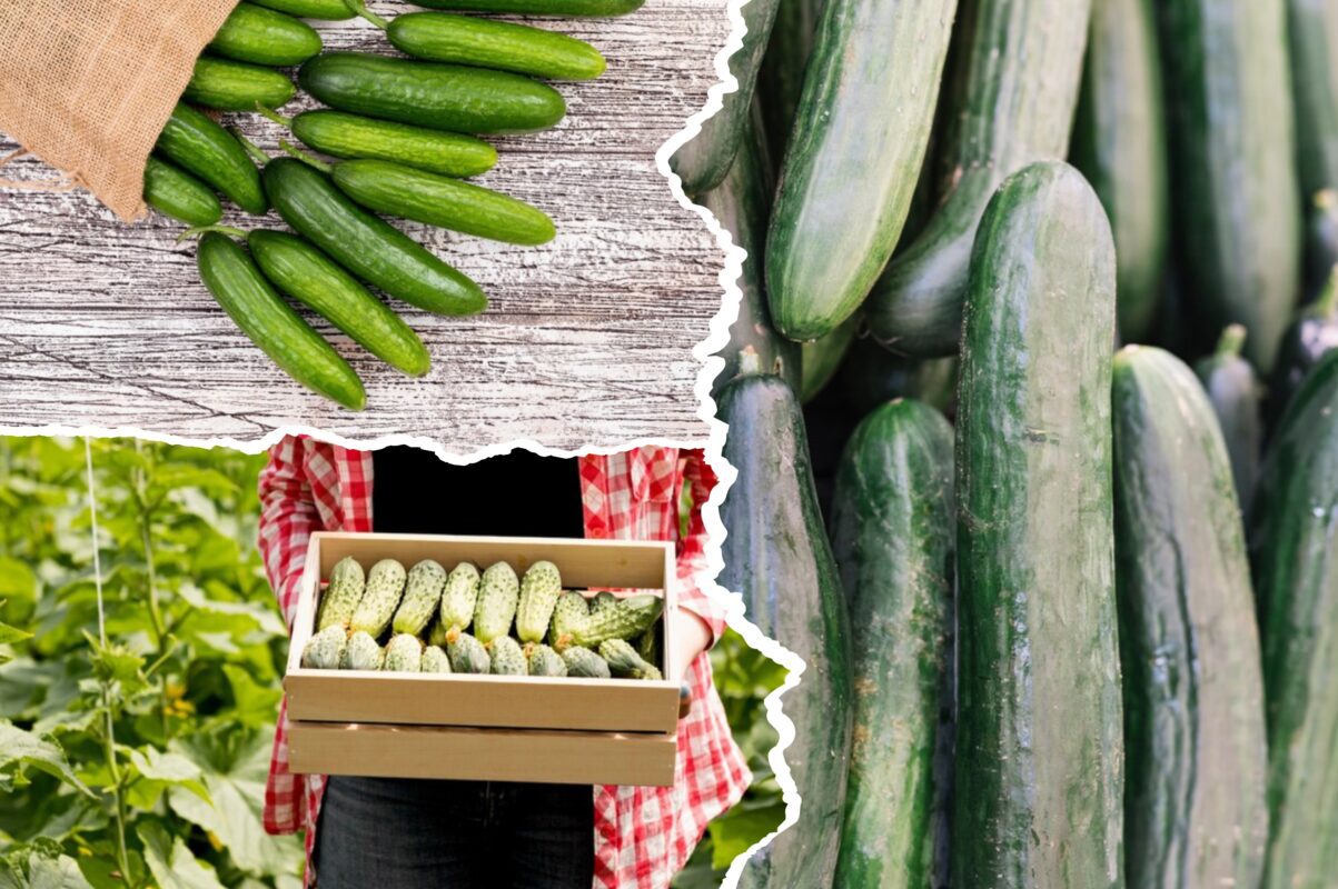 Дачники розповіли, як правильно поливати огірки, щоб зібрати щедрий врожай