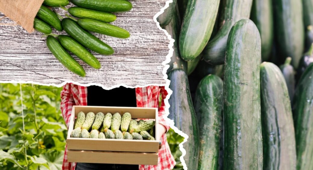 Правильно поливаю, і врожай маю: якому поливу огірки ставлять “лайк” – 3 основні правила 