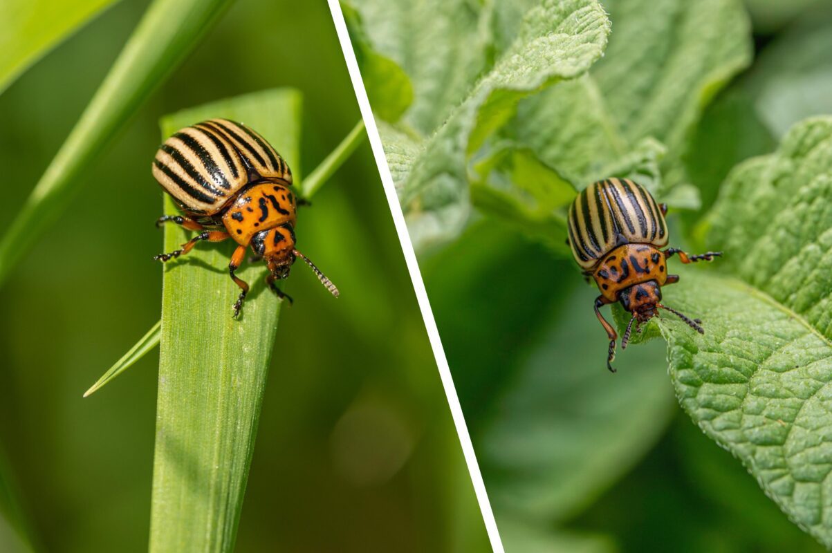 Городники розсекретили дієвий спосіб, як позбутись колорадського жука