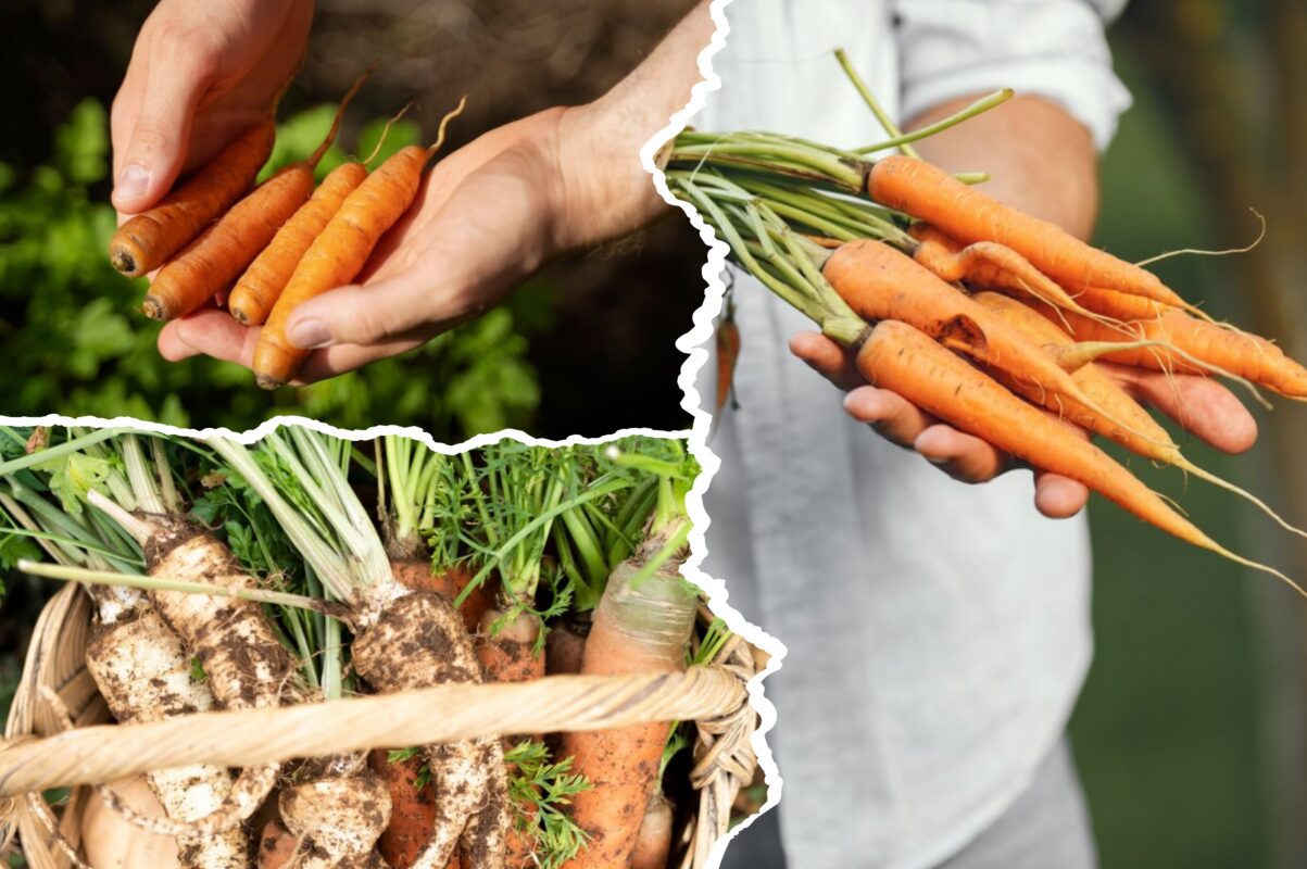 Городники розповіли, чим полити моркву, щоб врожаю було вдвічі більше