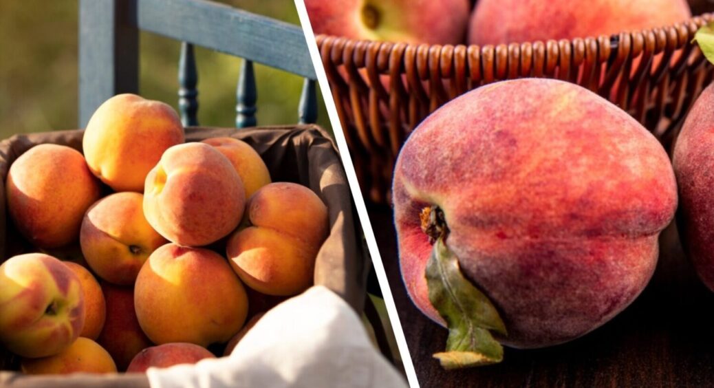 Найкращі сорти персиків – фаворити 2025 року: до 100 кг з дерева та з морозами на “ти” 